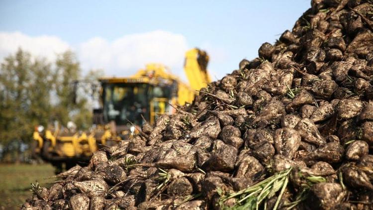 Новоалександровские аграрии приступили к копке сахарной свеклы
