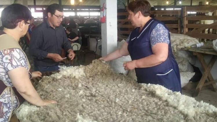 В Ипатовском округе Ставрополья завершается стрижка овец