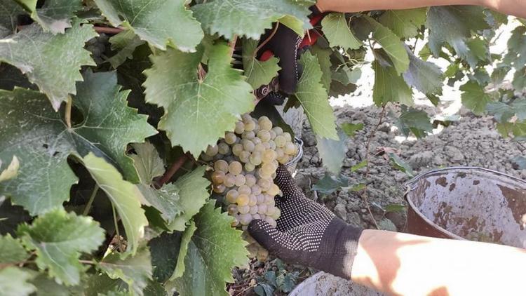 Аграрии Ставрополья собрали первую тонну винограда