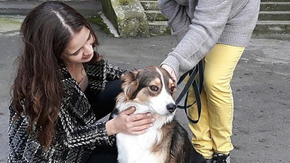 В Кисловодске бездомная дворняжка может стать собакой-поводырём