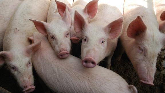 На Ставрополье по решению судов приостановлена работа 15-ти свиноводческих хозяйств