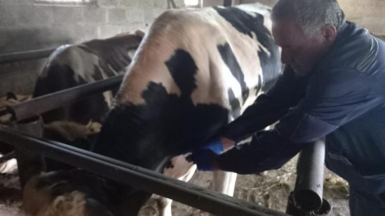 В Красногвардейском округе Ставрополья крупный рогатый скот вакцинировали против лептоспироза