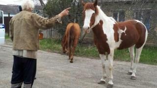 «Вслед за дельфинами»: по улице Мичурина в Ставрополе разгуливали две лошади