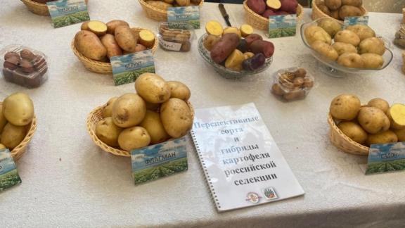 На Ставрополье планируют выращивать новые сорта картофеля