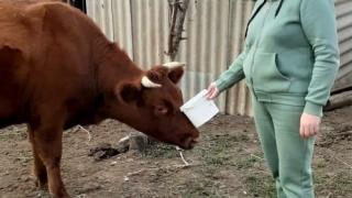 В Арзгирском округе Ставрополья семья в рамках социального контракта занялась молочным животноводством