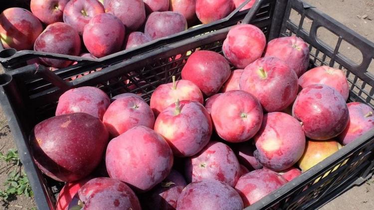 Аграрии Ставрополья отправили в торговые сети более 320 тонн урожая летних яблок