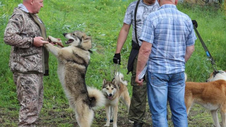 На Ставрополье краевая выставка охотничьих собак собрала более 290 представителей разных пород