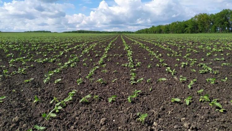 В Предгорном округе планируют повторить прошлогодние показатели сбора озимых зерновых