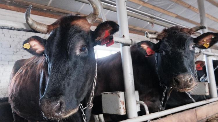 Аграрии Ставрополья получили более 360 миллионов рублей на племенное животноводство