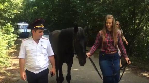 Похищенный «президентский» конь найден в Курортном парке Кисловодска