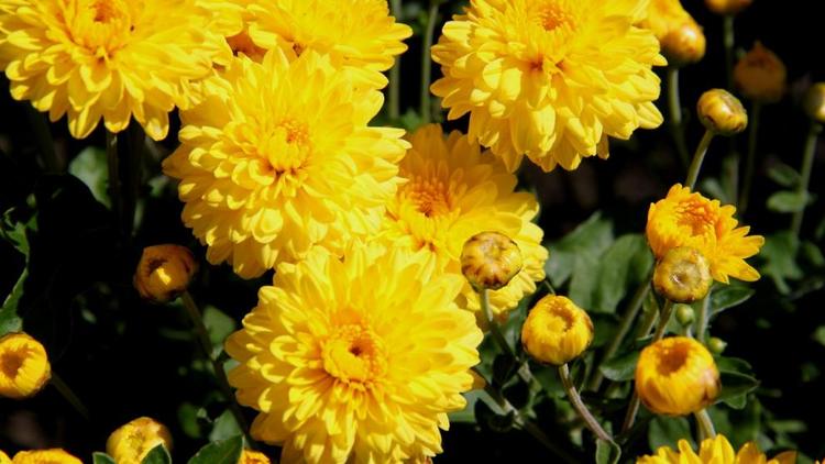 Четыре авторских сорта хризантем расцвели в ботаническом саду Ставрополя