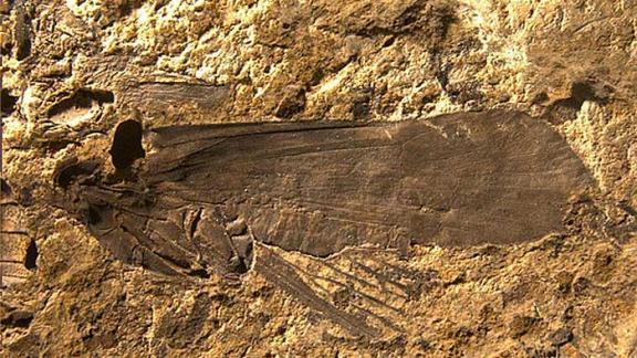 9 новых видов насекомых, обитавших 13 млн лет назад на Ставрополье, установили учёные