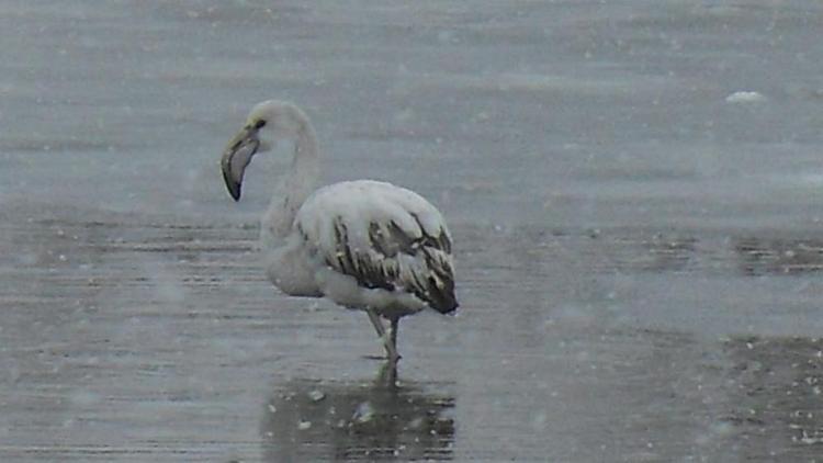 Фламинго заметили на одном из водоёмов в Ставропольском крае