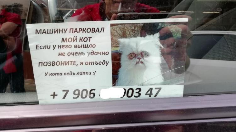 Автомобилист в Ставрополе попросил прощения за неумелую парковку кота