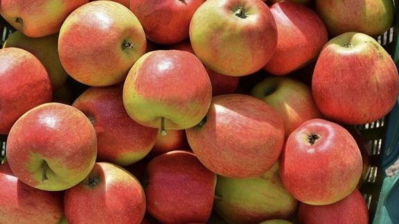В Георгиевском округе Ставрополья собрали около 100 тонн яблок
