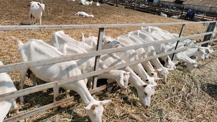 Фермер на Ставрополье более 20 лет разводит коз