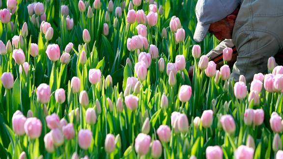 Центр Ставрополя заполнится ворохом цветов к 8 марта