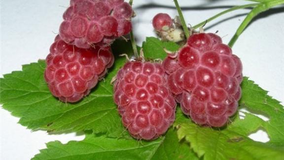 Покупай ставропольское: фрукты и ягоды - на ярмарке