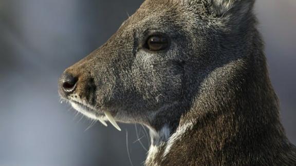 Семейство краснокнижных оленей обнаружили юннаты у горы Развалка в Железноводске