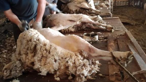 Ставропольские овцеводы в этом сезоне настригли 900 тонн шерсти