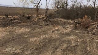 В Новоселицком районе Ставрополья незаконно вырубили 22 дерева