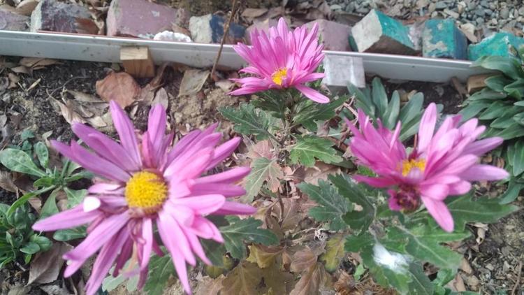 Январь в Невинномысске: цветущая календула и открытие шашлычного сезона