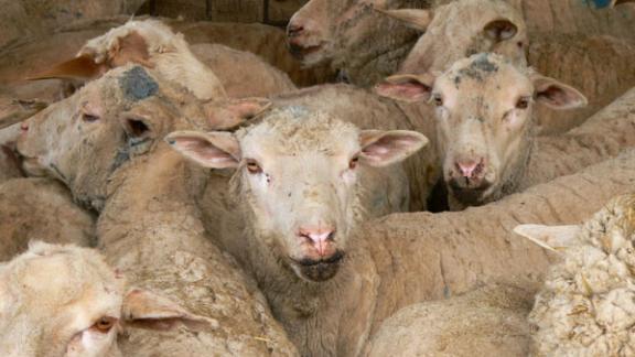 Левокумский район Ставрополья поставляет до 500 тонн мяса в месяц