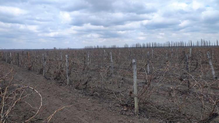 На Ставрополье заложат около 300 гектаров виноградников в 2021 году