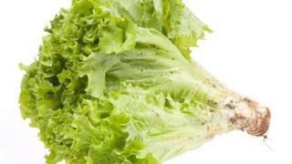 Салат - одна из самых полезных и вкусных зеленных культур