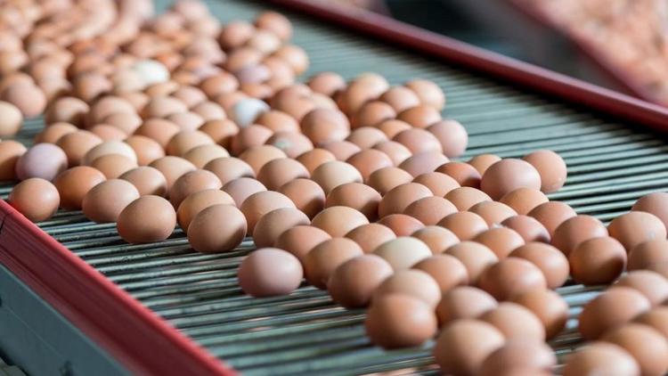Ставропольские куры снесли 586 миллионов яиц в 2021 году