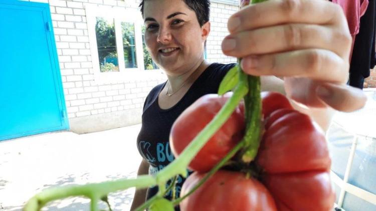 В ставропольской станице Баклановской вырастили помидор весом в килограмм