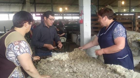 Ставропольские овцеводы планируют произвести около 5 тысяч тонн шерсти