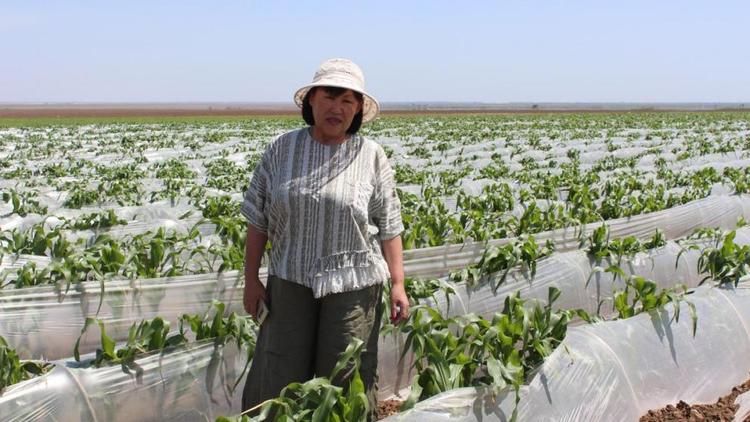 Фермер в Арзгирском районе выращивает почти 6 тысяч тонн овощей