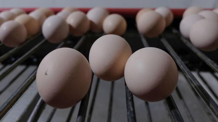 Вопрос об увеличении количества куриных яиц на ярмарках проработают по поручению губернатора Ставрополья