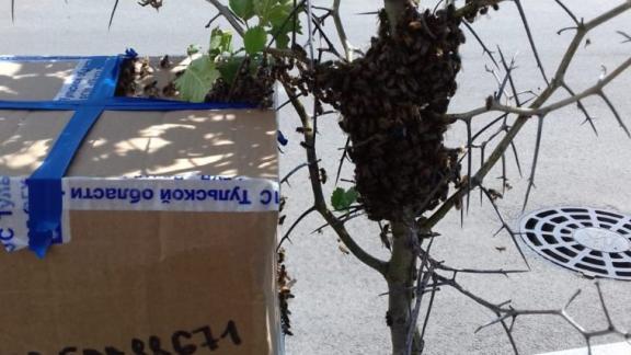 Мужчина в Ставрополе приютил бродячий рой пчёл