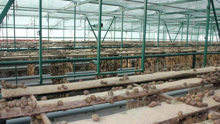 Более 6 тонн мяса улиток получают в Предгорном округе Ставрополья