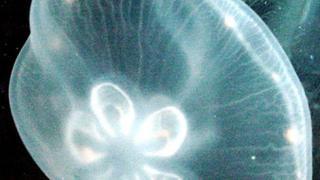 Ученые хотят создать эликсир вечной жизни с помощью бессмертной медузы