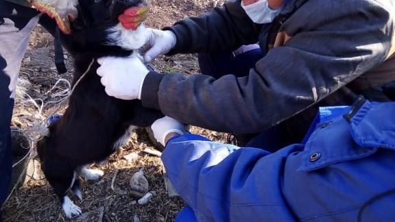 На Ставрополье от бешенства вакцинировано 70 тысяч кошек и собак