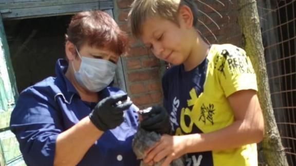 В Новоалександровском округе Ставрополья вакцинировали птиц против болезни Ньюкасла