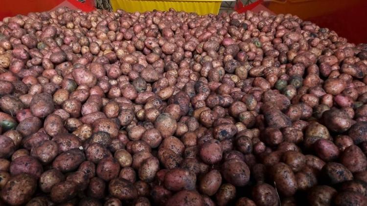 Ставропольские фермеры передали беженцам Донбасса 5 тонн картофеля