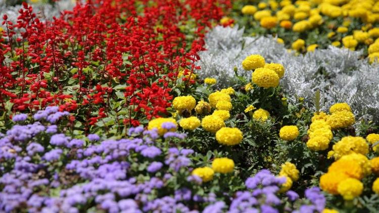 Около 500 тысяч цветов украсят клумбы Ставрополя в июне