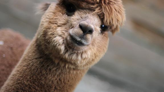 В контактном зоопарке Ставрополя поселилась южноамериканская альпака Лаки из Перу