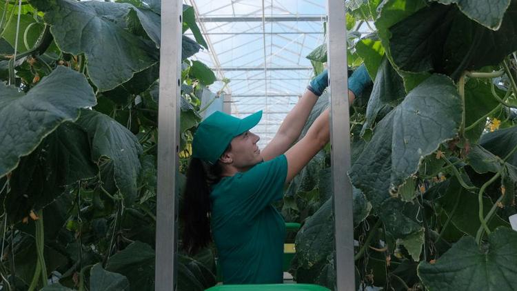 Производство тепличных овощей на Ставрополье увеличилось на 12 процентов за год