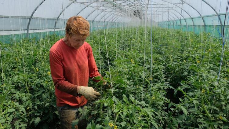 Глава минсельхоза Ставрополья: Инвестпроекты помогают укреплять продовольственную безопасность