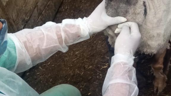 В Минераловодском округе Ставрополья началась вакцинация животных от ящура