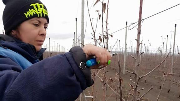 На Ставрополье аграрии приступили к весенним работам в яблоневых садах