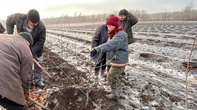 Губернатор Ставрополья: Наши яблони зацветут в ДНР