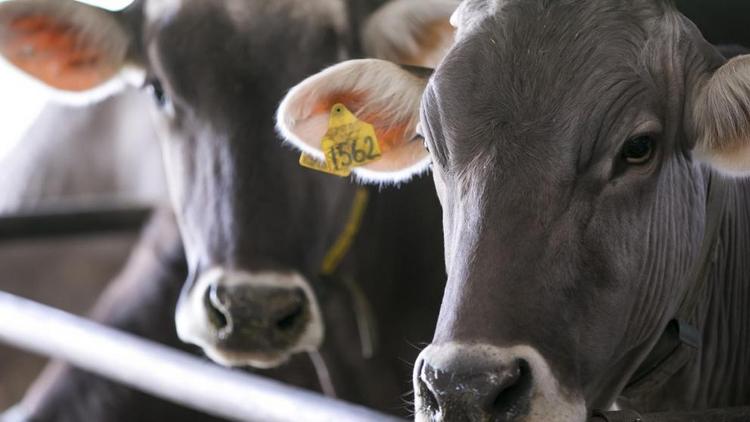 На Ставрополье проведут работу по генетическому совершенствованию поголовья коров