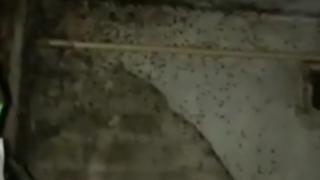 Одну из квартир на улице Гагарина в Невинномысске захватили тараканы