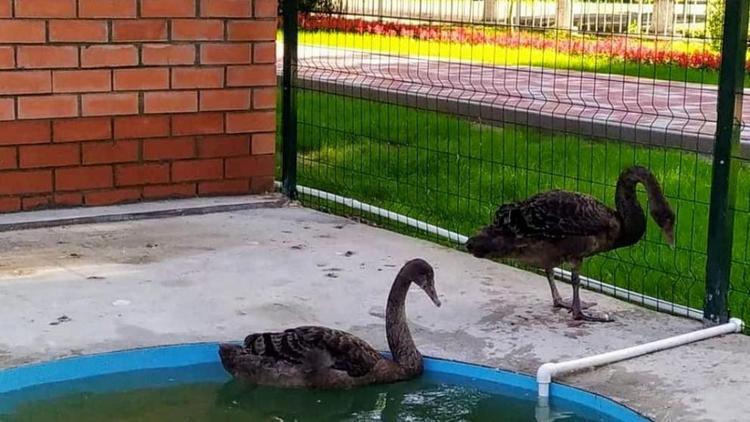 В зооуголке в Курском округе Ставрополья появились два лебедя